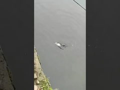 Esca di pesca Esca di nuoto completo Esca finta Mare e acqua dolce