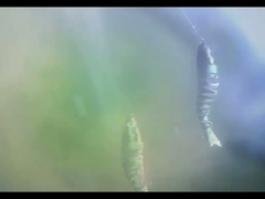 Occhi 3D BGO Esca di plastica per pesci immersa otto esche da pesca con articolazioni multiple