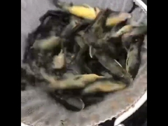 Stagno di pesce in bambusa in PVC con vasca di allevamento di pesci in lamiera galvanizzata